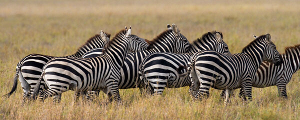 Group of zebras in the savannah,Kenya. Tanzania. National Park. Serengeti. Masai Mara.