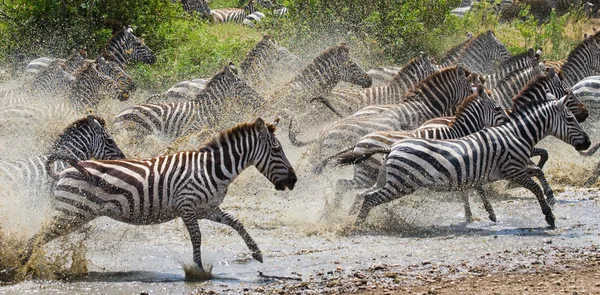 Manada de cebras en su hábitat corriendo sobre el agua —  Fotos de Stock