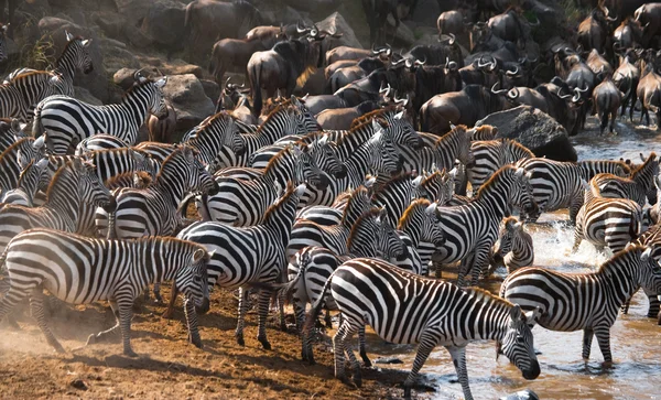 Manada de zebras no seu habitat . — Fotografia de Stock