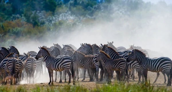 Élőhelye a zebra csorda. — Stock Fotó