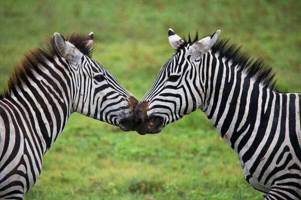 Close up portrait of two zebras,Kenya. Tanzania. National Park. Serengeti. Masai Mara.