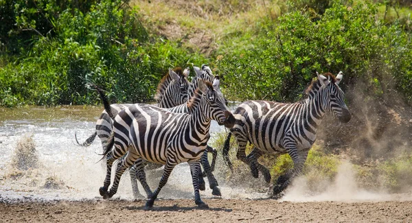 Zebra csorda annak élőhelyét, fut a víz — Stock Fotó