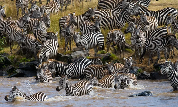 Manada de zebras no seu habitat . — Fotografia de Stock