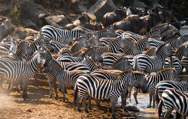 Zebraherde in ihrem Lebensraum. — Stockfoto