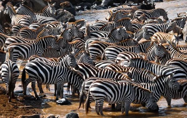 Zebror besättningen i dess livsmiljö. — Stockfoto