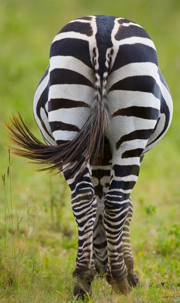 One zebra back view — Stock Photo, Image