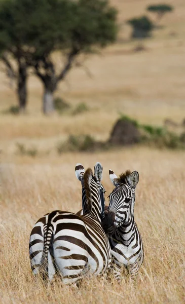 Dwie zebry w Savannah — Zdjęcie stockowe