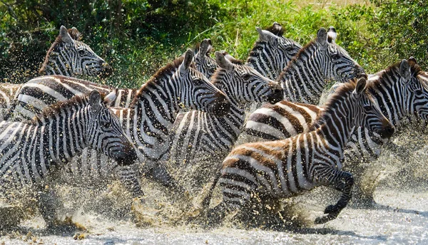 Manada de cebras en su hábitat corriendo sobre el agua — Foto de Stock