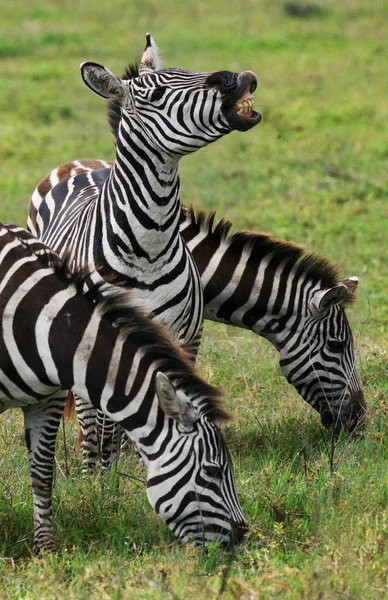 Group of zebras in the savannah — Stock Photo, Image