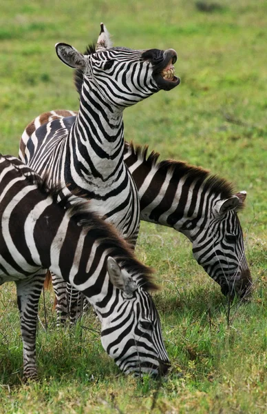 Gruppe von Zebras in der Savanne — Stockfoto