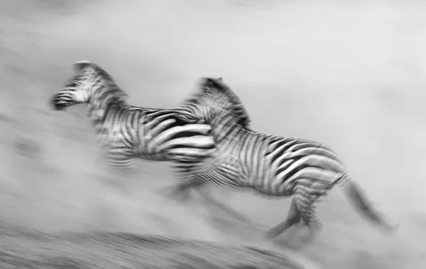 Зебры в движении по пыли — стоковое фото