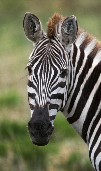 Close-up portret van zebra — Stockfoto