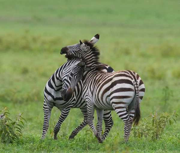 Jugando cebras en sabana — Foto de Stock