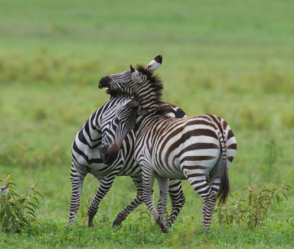 Playing zebras in savannah,Kenya. Tanzania. National Park. Serengeti. Masai Mara.