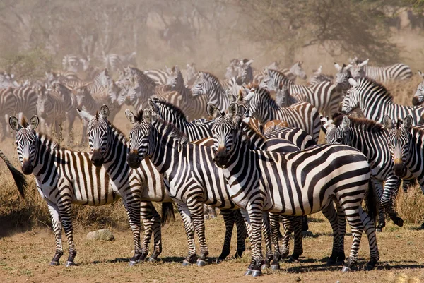 Élőhelye a zebra csorda. — Stock Fotó