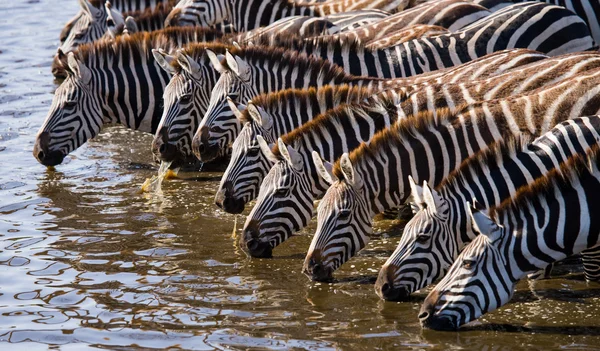 Zebre gregge acqua potabile — Foto Stock