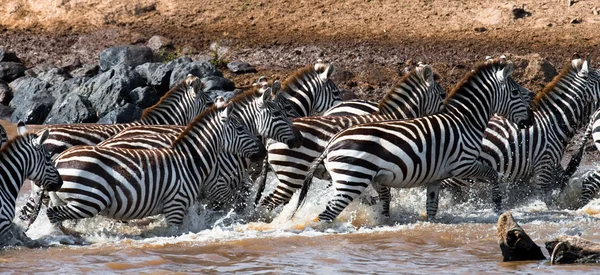 Зебры стадо в своей среде обитания . — стоковое фото