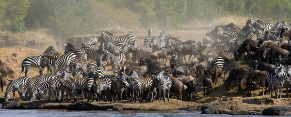 Zebras rebanho água potável — Fotografia de Stock