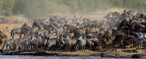 Zebra csorda ivóvíz — Stock Fotó