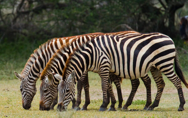 Three zebras in savannah,Kenya. Tanzania. National Park. Serengeti. Masai Mara.