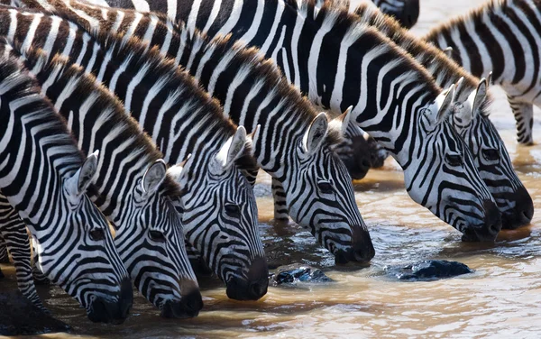Grupo de zebras água potável do rio . — Fotografia de Stock