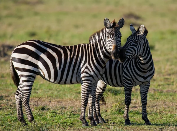 Dvě zebry v savannah — Stock fotografie