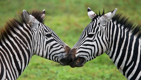 Close-up van portret van twee Zebra 's — Stockfoto