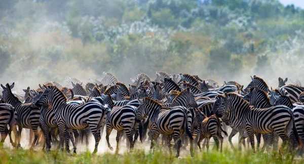 Manada de zebras no seu habitat . — Fotografia de Stock