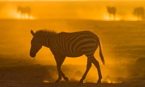 Zebra na poeira ao pôr-do-sol . — Fotografia de Stock