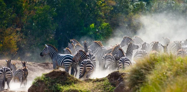 Manada de zebras no seu habitat . — Fotografia de Stock