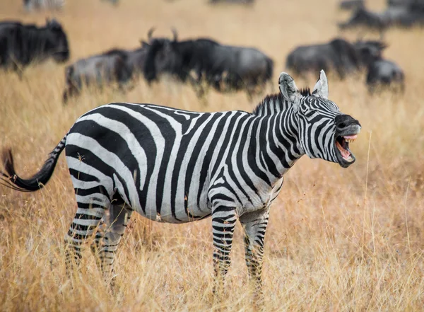 Fentiek zebra szavanna — Stock Fotó