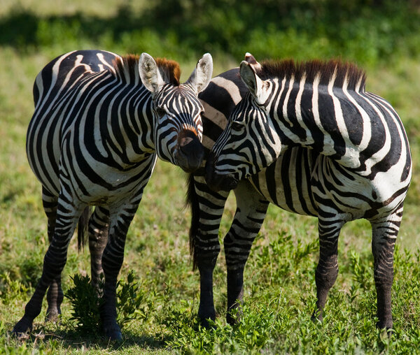 Two zebras on green grass background,Kenya. Tanzania. National Park. Serengeti. Masai Mara.