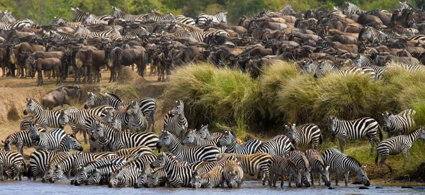 Zebras rebanho água potável — Fotografia de Stock