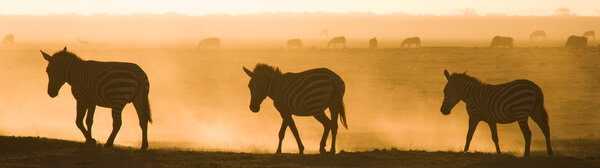 Group of zebras in the dust in sunset rays,Kenya. Tanzania. National Park. Serengeti. Masai Mara.