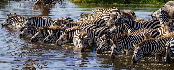 Zebra's kudde in haar habitat uitgevoerd op water — Stockfoto