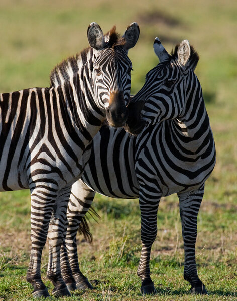 Two zebras in savannah,Kenya. Tanzania. National Park. Serengeti. Masai Mara.