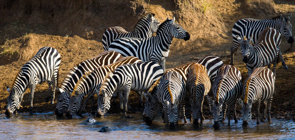 Zebras herd in its habitat drinking water. Kenya and Tanzania. National parks in the Masai Mara and the Serengeti.
