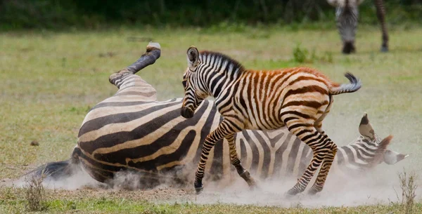 Zebra och cub, spela — Stockfoto