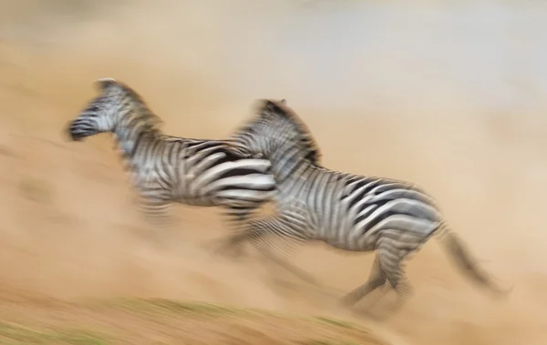 Zebrák futnak a porban, a mozgás — Stock Fotó