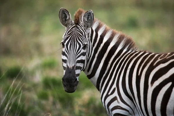Close-up portret van zebra — Stockfoto