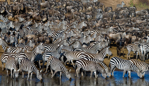 Zebras herd  drinking water