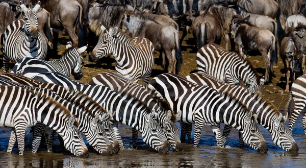 Zebras rebanho água potável — Fotografia de Stock