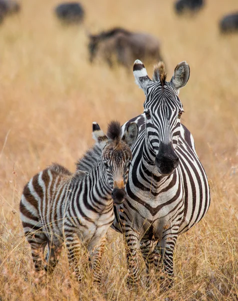 Zwei Zebras in der Savanne — Stockfoto
