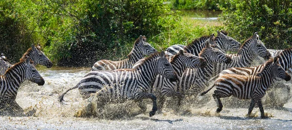 Manada de zebras em seu habitat correndo na água — Fotografia de Stock