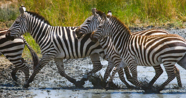 Zebras herd in its habitat running on water. Kenya and Tanzania. National parks in the Masai Mara and the Serengeti.