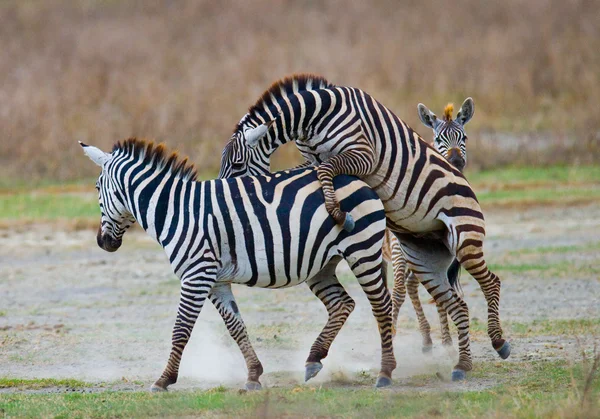 Zebralar savannah içinde oynarken — Stok fotoğraf