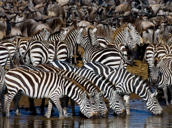 Zebras rebanho água potável — Fotografia de Stock