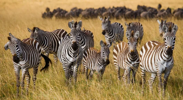 Zebras herd in its habitat. — Stock Photo, Image