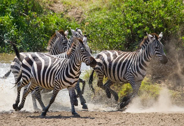 Manada de cebras en su hábitat corriendo sobre el agua — Foto de Stock