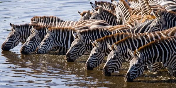 Zebras rebanho água potável — Fotografia de Stock